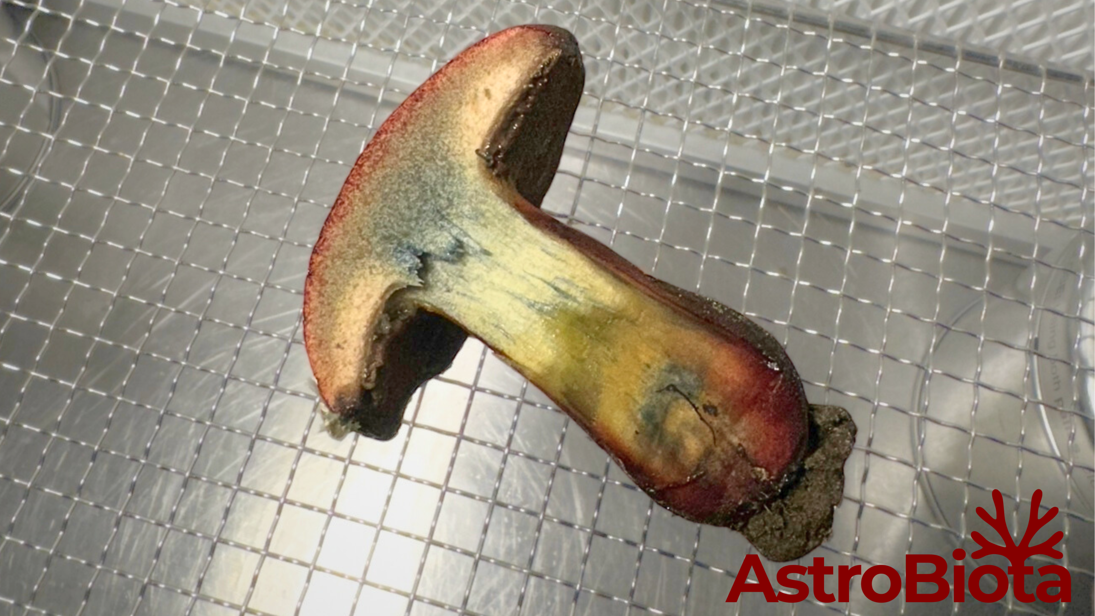 Artifact-First Science