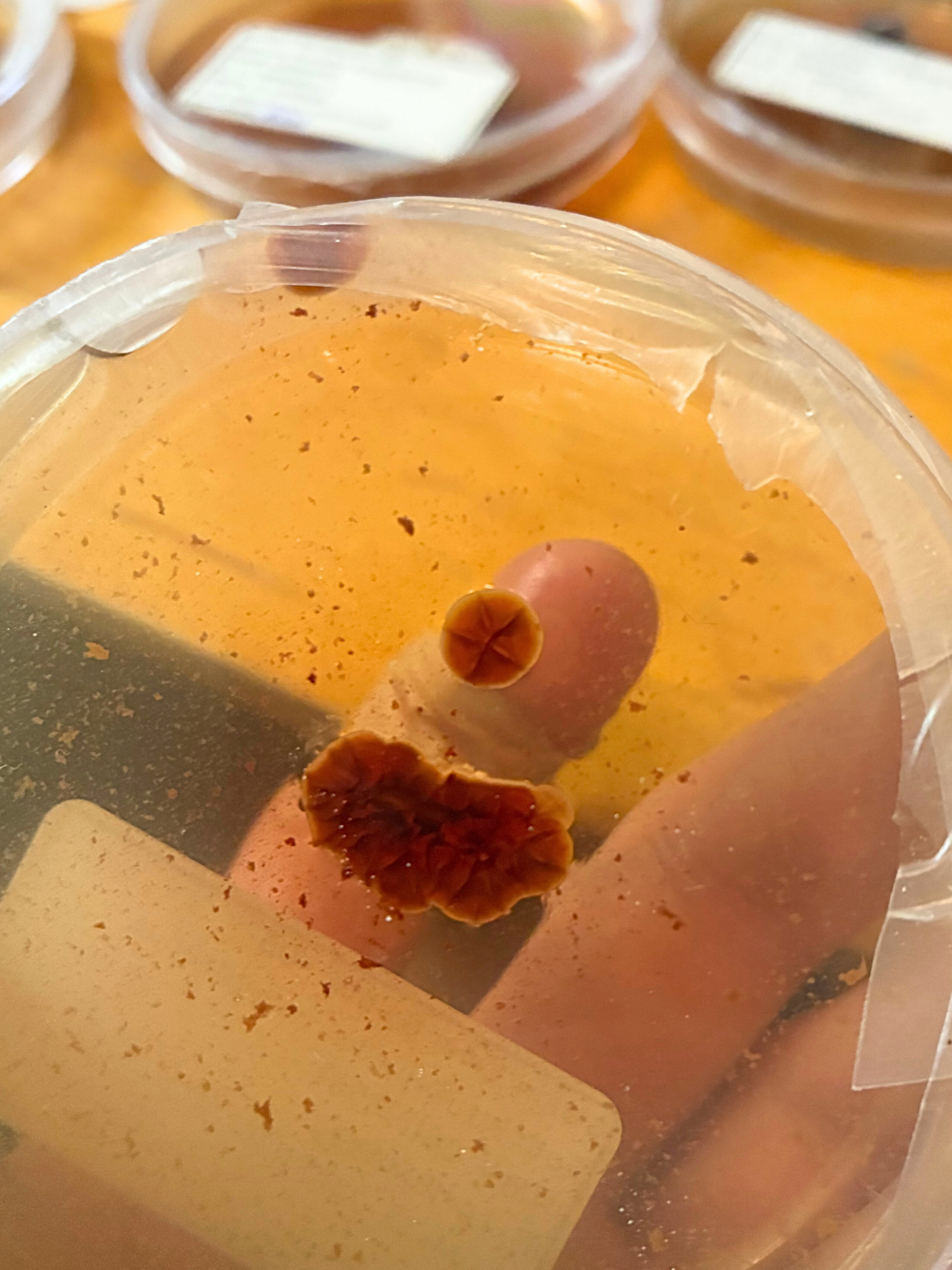 Fungal culture plate showing red pigmented colonies derived from wild specimen