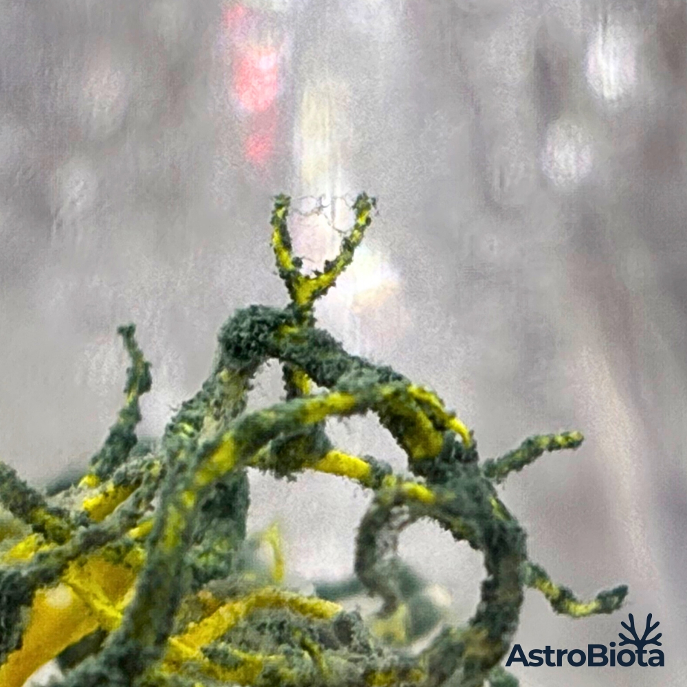 Proto-lichen #01 — macro morphology