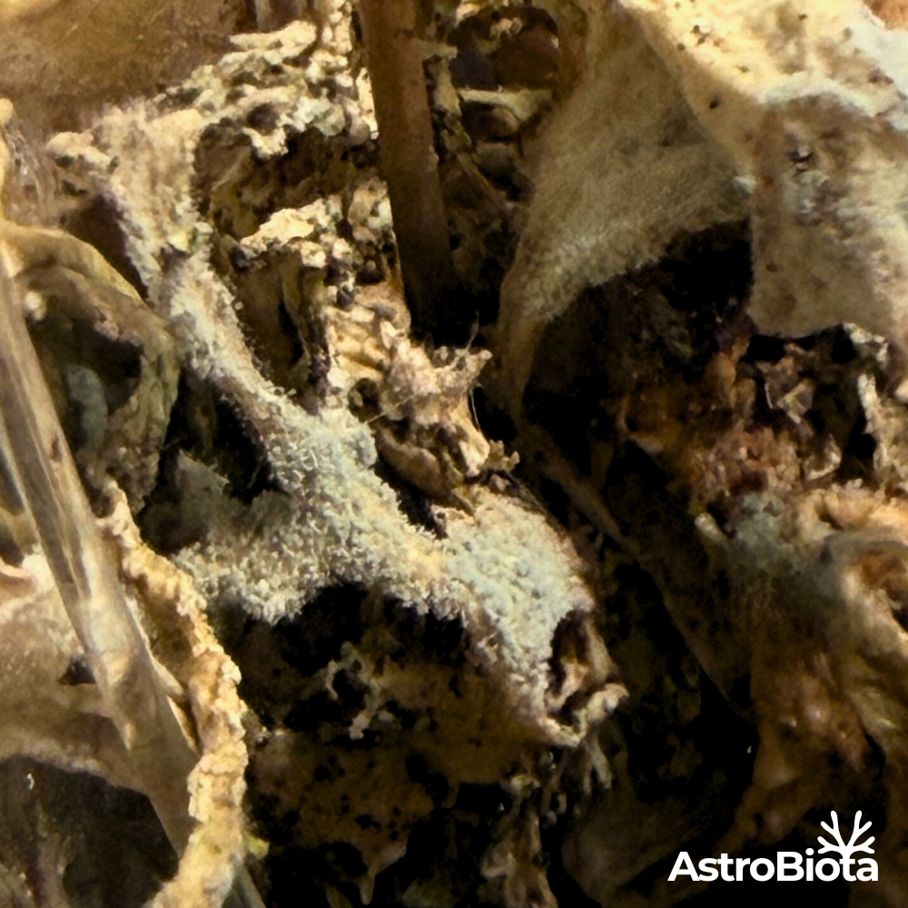 Proto-lichen #02 — tomentose mycelium carrying photobiont