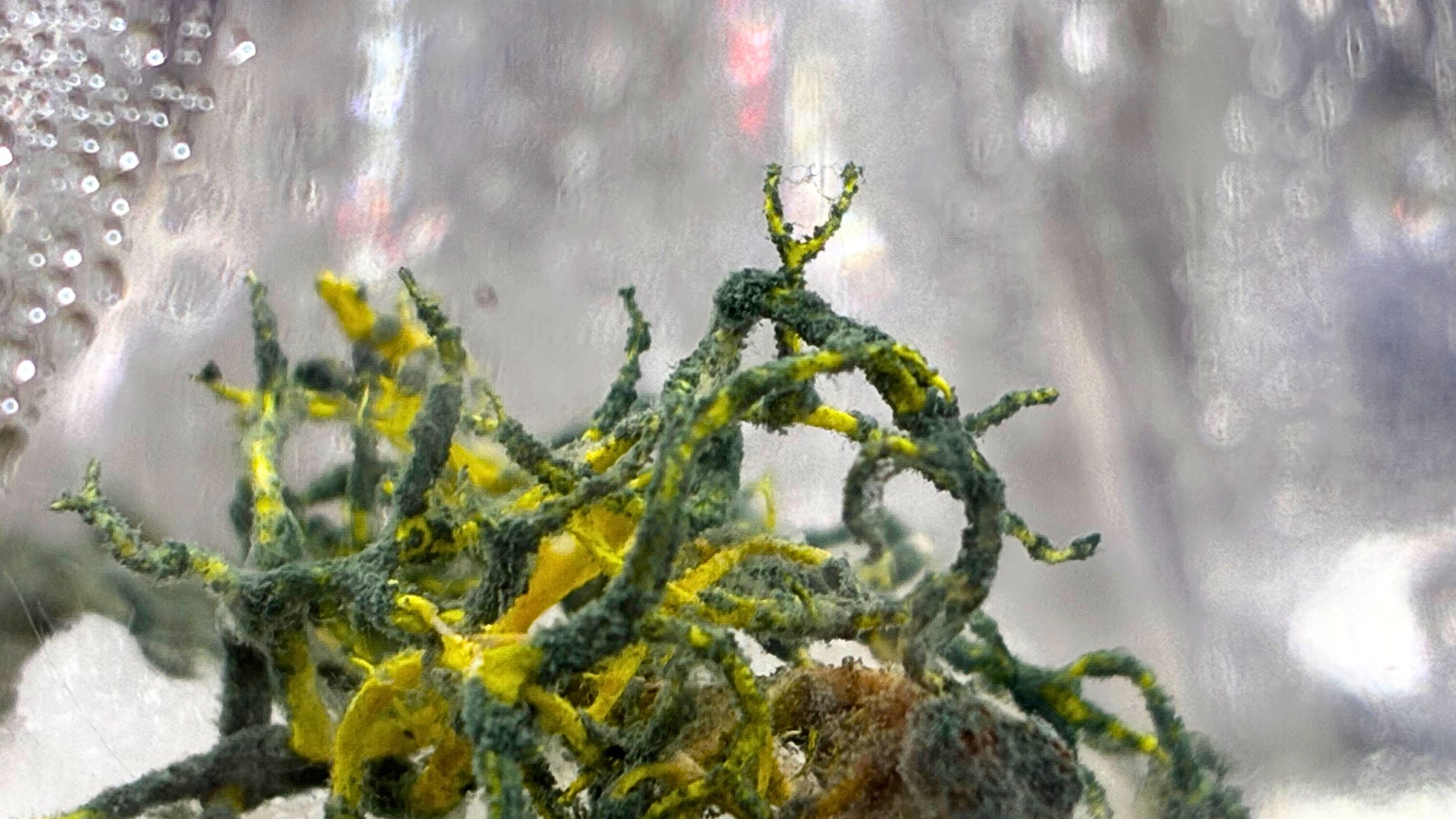 Proto‑lichen morphology macro photograph